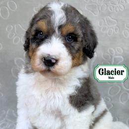 Glacier - Merle male Bernedoodle puppy in Milan, Indiana from Doodles & Spice