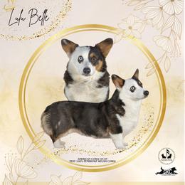 Lulu - Pembroke Welsh Corgi