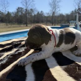Red - Liver roan male German Shorthaired Pointer puppy in Huntington, Texas from B&B GSP’S