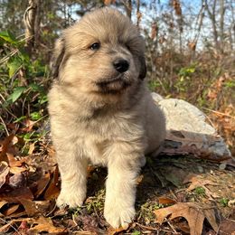 Puppy ID 1018251 - White and tan female Great Pyrenees puppy in Leicester, North Carolina from Randall Glen Pyrenees