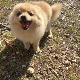Levi - Cream parti male Pomeranian puppy in Rogers, Arkansas from Premium Pom’s