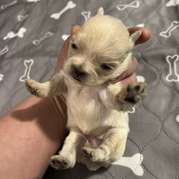 Shih Tzus from Country Shih Tzu