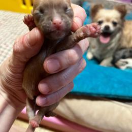 Boy 2 - Chocolate and white male Chihuahua puppy in Matensdale, Iowa from Tammy's Chihuahuas