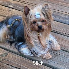 Slick - Yorkshire Terrier