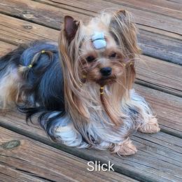 Slick - Yorkshire Terrier