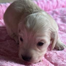 Saffron - Cream female Dachshund puppy in Salem, Oregon from Longdox Mini Dachshunds