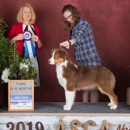 Australian Shepherds from Tallac Australian Shepherds