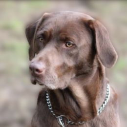 Bella - Labrador Retriever