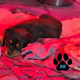 Freya - Black and mahogany female Rottweiler puppy in Tangent, Oregon from Raya's Royals