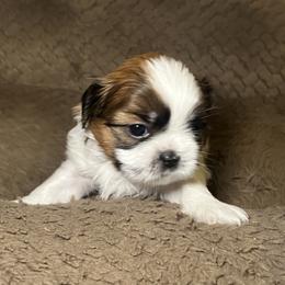 Boy 3 - Red and white male Shih Tzu puppy in Lynnwood, Washington from Caroline's Shih Tzus