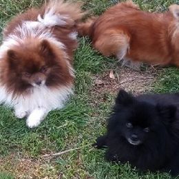 Pomeranians from Goin' Rogue Pomeranians