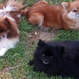 Pomeranians from Goin' Rogue Pomeranians