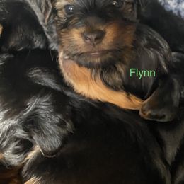 Yorkshire Terrier Puppies from Cutest AKC AZ Yorkies