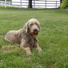 Letti - Labradoodle