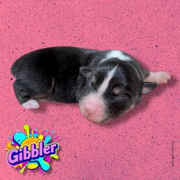 GIBBLER - Black Tri Female - Black tri-color female Australian Shepherd puppy in Gainesville, Texas from Lady Luck Aussies