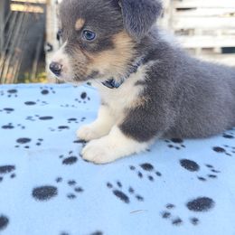 Bandit - Blue male Pembroke Welsh Corgi puppy in Pilot Rock, Oregon from L2H Corgi's