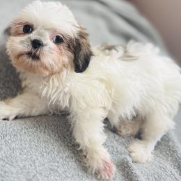 Shih Tzu Puppies from Lil Cuties Shih Tzu Parlor