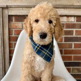 Moose - Cream male Goldendoodle puppy in Pulaski, Tennessee from Doodle My Heart