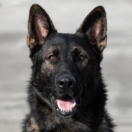 Creed - German Shepherd