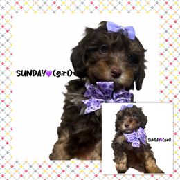 Sunday - Brown and white female Aussiedoodle puppy in Houston, Texas from Jomelkin Furry Pals
