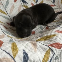 Vanilla Bean - Brindle female Dachshund puppy in Wolf Lake, Indiana from Canisteo Dachshunds
