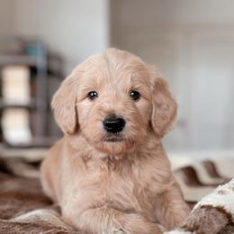 Chandler Bing, Boy - Red  male Goldendoodle puppy in Maricopa, Arizona from Desert Ridge Doodles