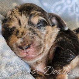 Shadow - Dapple male Dachshund puppy in Panama City, Florida from Harbor Doxies