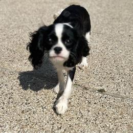 Cookie - Cavalier King Charles Spaniel