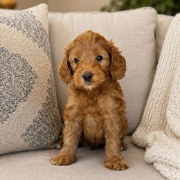 Photobomber - Red male Bernedoodle puppy in Yuciapa, California from AlltheDoodlez_