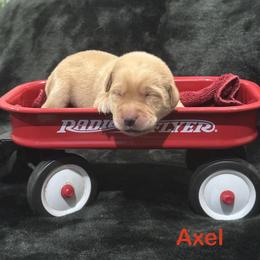 Axel - Yellow male Labrador Retriever puppy in Tigard, Oregon from Morrison Labrador Retreivers