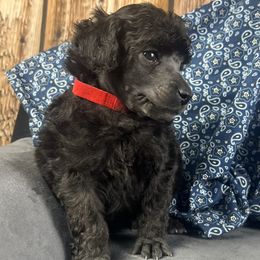 Red Collar Boy - Silver male Poodle puppy in Kingston, Oklahoma from Tribal Poodles