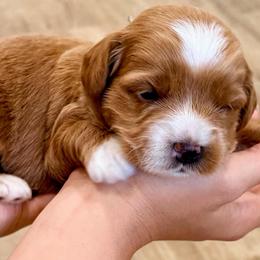 Mint - Apricot male Goldendoodle puppy in Mesa, Arizona from Tails and Trails Doodles