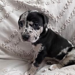 Catahoula Leopard Dog Puppies from Cottonwood Creek Catahoula’s