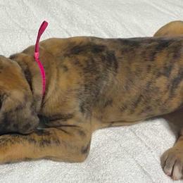 Cheetos - Mantle female Great Dane puppy in Wellsville, New York from Prophecy Danes
