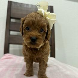 Alabama print - Red  female Goldendoodle puppy in Shingle Springs, California from Creamy Retrievers