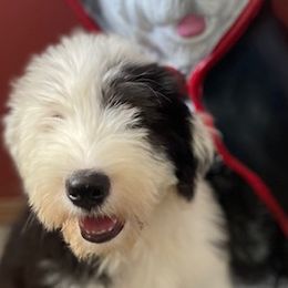 Kingston - Old English Sheepdog puppy in Billings, Montana from Shawn's Old English Sheepdogs