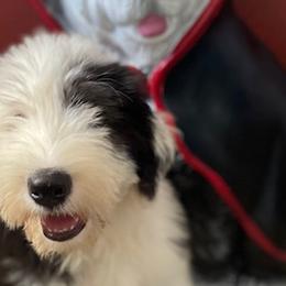 Kingston - Old English Sheepdog puppy in Billings, Montana from Shawn's Old English Sheepdogs