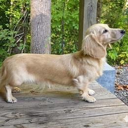 Charlie - Dachshund