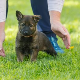 German Shepherd Puppies from Faoladh German Shepherds