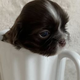 Shih Tzu Puppies from Lux Shih Tzu of New England