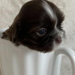 Shih Tzu Puppies from Lux Shih Tzu of New England