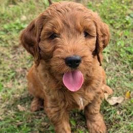Henry - Red  male Goldendoodle puppy in Missouri from Husky Hill Kennel