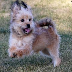 Finley - Brown male Mi-Ki puppy in Elizabeth, Colorado from Royal T Mi-Kis