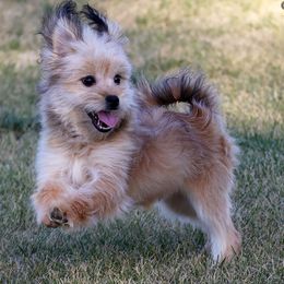 Finley - Brown male Mi-Ki puppy in Elizabeth, Colorado from Royal T Mi-Kis