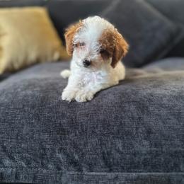 Pearl - Parti female Poodle puppy in Kissimmee, Florida from Unique Poodles