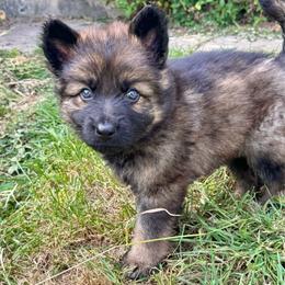 K2 - Sand girl - Sable female German Shepherd puppy in Oakley, California from Von Guadachi German Shepherds & Audacity Border Collies
