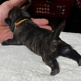 Boss Hogg - Pug puppy from Kismet Kennels, Exclusively Pugs