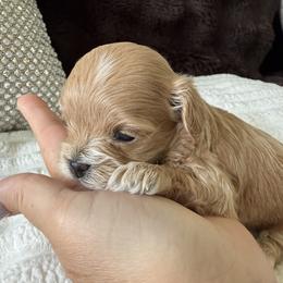 Maltipoo puppies from Doodle Pups Fur-Ever