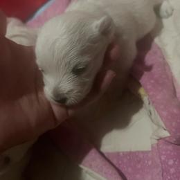 Leia - White female West Highland White Terrier puppy in New Orleans, Louisiana from Amazing Grace Westies