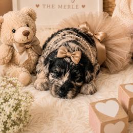 Lindsay - Merle female Goldendoodle puppy in Aurora, Illinois from Chicago Goldendoodles